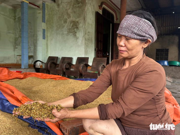 Sau bão số 5, nông dân Quảng Trị lo mất trắng vụ lúa hè thu - Ảnh 4.