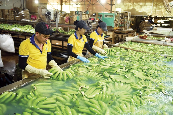 Những trái ngọt từ chuyển đổi xanh - Ảnh 1.