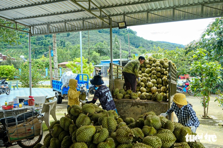 Sầu riêng Lâm Đồng được giá, nhưng nông dân buồn- Ảnh 3. Sầu riêng Lâm Đồng được giá, nhưng nông dân buồn - Ảnh 2.