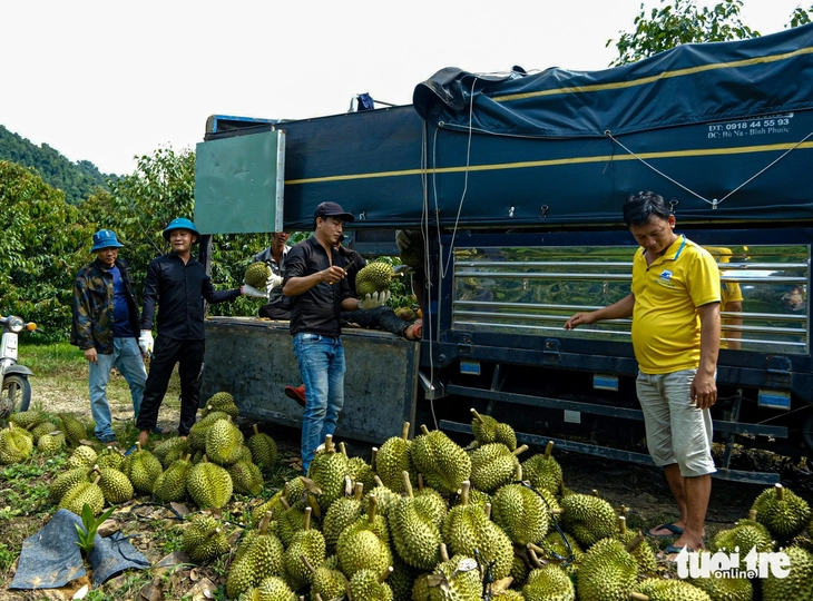 Sầu riêng Lâm Đồng được giá, nhưng nông dân buồn- Ảnh 4. Sầu riêng Lâm Đồng được giá, nhưng nông dân buồn - Ảnh 3.