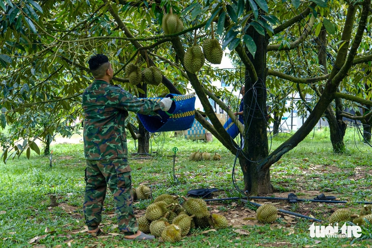 Sầu riêng Lâm Đồng được giá, nhưng nông dân buồn- Ảnh 6. Sầu riêng Lâm Đồng được giá, nhưng nông dân buồn - Ảnh 5.
