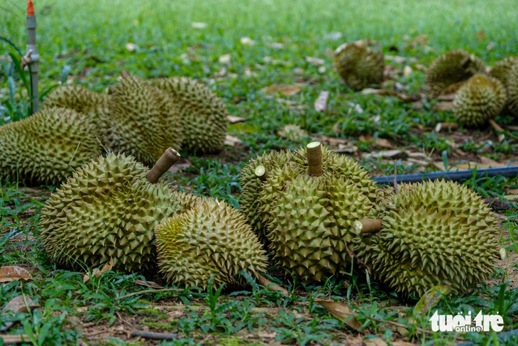 Sầu riêng Lâm Đồng được giá, nhưng nông dân buồn- Ảnh 7. Sầu riêng Lâm Đồng được giá, nhưng nông dân buồn - Ảnh 6.