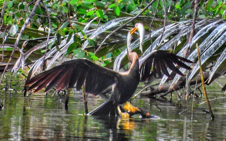 Người dân ở Đồng Tháp giao nộp chim cổ rắn quý hiếm  - Ảnh 3.