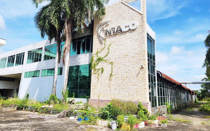 Trúng đấu giá rừng thông 'chưa sạch', doanh nghiệp 5 năm điêu đứng - Ảnh 4.