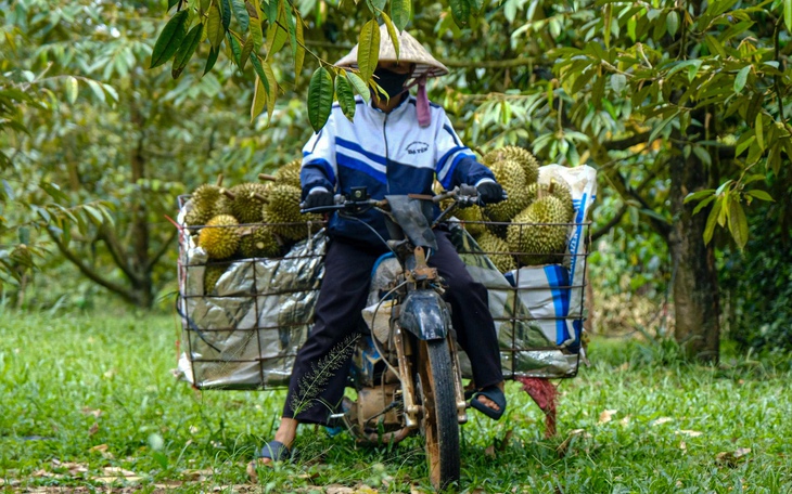 Người trồng sầu riêng miền Tây đón tin vui đầu năm, công ty phát giá 140.000 đồng/kg - Ảnh 2.