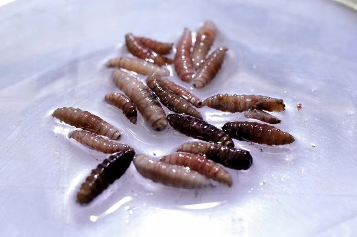 ăn thịt người - Ảnh 1.