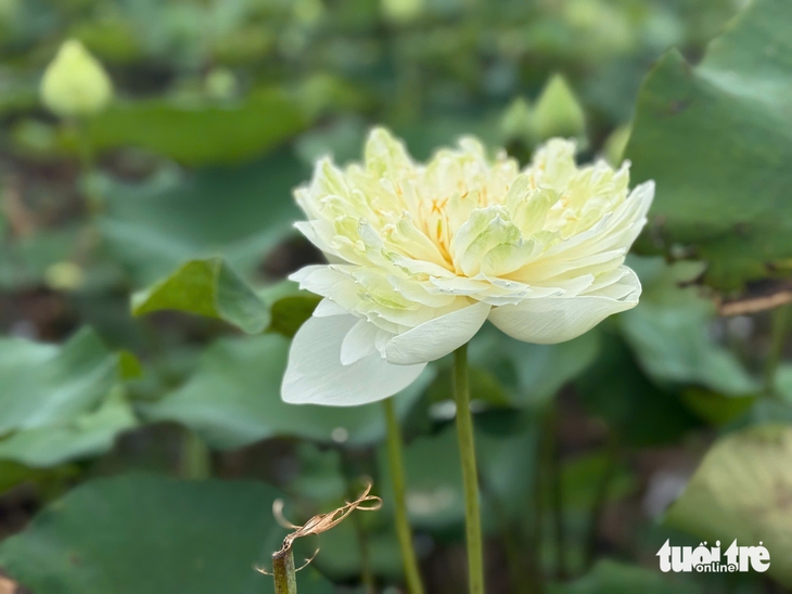 mùa nước nổi - Ảnh 4.