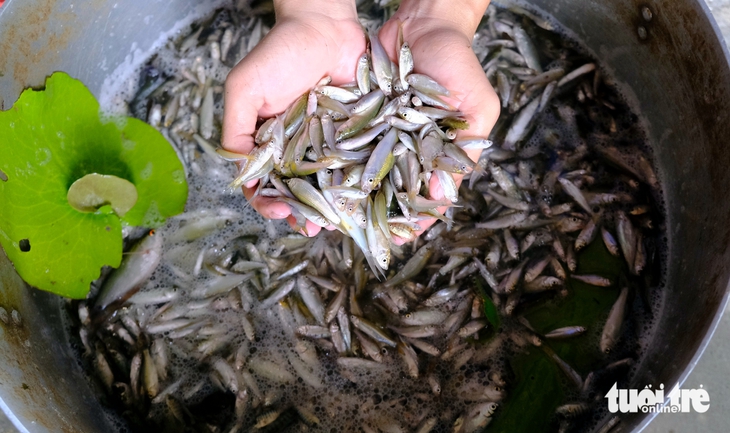 Trải nghiệm mùa nước nổi Đồng Tháp: Du khách ra đồng đổ dớn, hái bông điên điển, ngắm đồng sen - Ảnh 6.