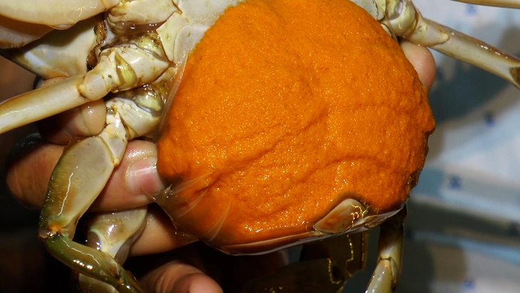 Cà Mau kỳ vọng gì ở "con đặc sản" cua biển? - Ảnh 4. Cua Cà Mau - Ảnh 4.