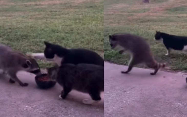 Vụ gấu mèo ‘quậy tưng’ cửa hàng rượu ở Mỹ: không phải lần đầu, thậm chí từng ghé thăm võ đường - Ảnh 3.