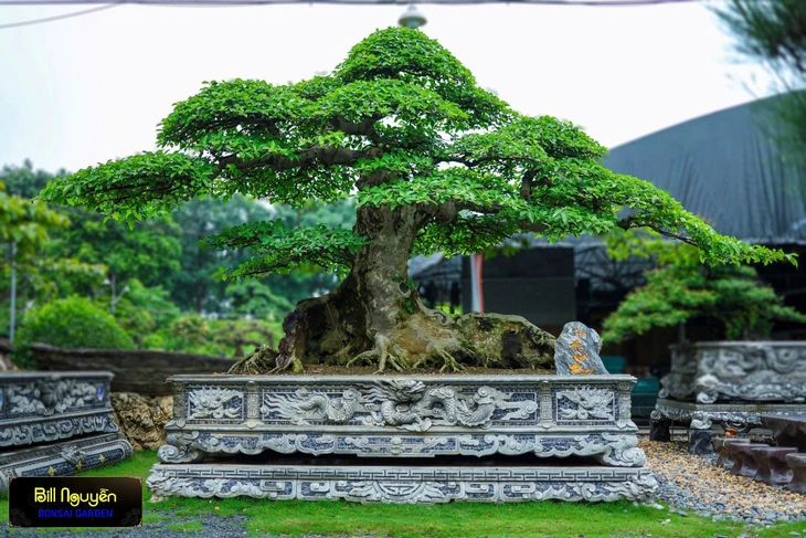 Bill Nguyễn bonsai: Nơi lưu giữ cây quen thuộc lâu năm - Ảnh 2.