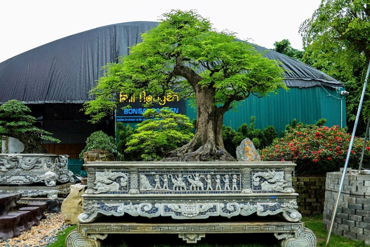 Bill Nguyễn bonsai: Nơi lưu giữ cây quen thuộc lâu năm - Ảnh 3.