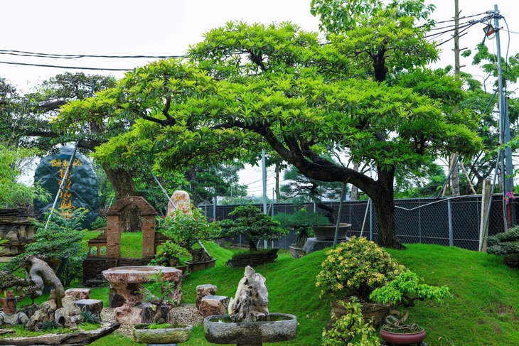 Bill Nguyễn bonsai: Nơi lưu giữ cây quen thuộc lâu năm - Ảnh 4.