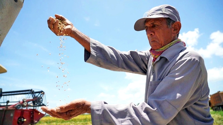Xem Hạt giống hạnh phúc cùng Cuba - Ảnh 1. Hạt giống hạnh phúc - Ảnh 1.
