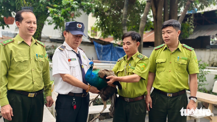 Chim công Ấn Độ 'bay lạc' vào căn hộ chung cư ở phường Tân Hưng, TP.HCM - Ảnh 1.
