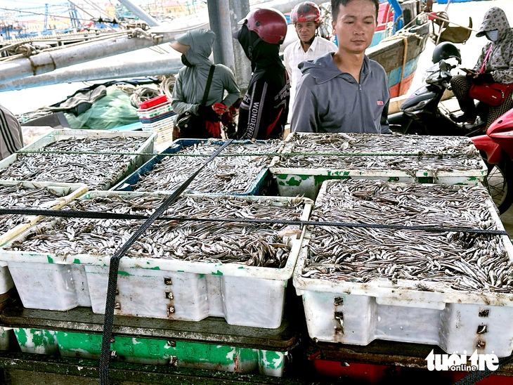 Ngư dân Quảng Trị trúng cá cơm, cảng cá nhộn nhịp từ sáng sớm - Ảnh 1.
