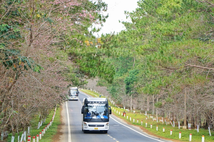 Măng Đen - Ảnh 1.