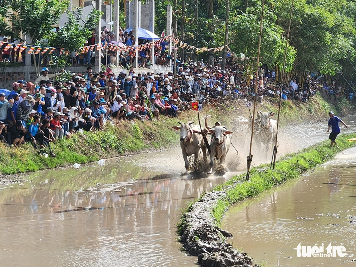Hàng ngàn người về xem lễ hội đua bò chùa Rô nhân dịp 80 năm Quốc khánh - Ảnh 1.