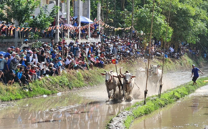 Hàng ngàn người 'đội nắng' xem Hội đua bò Bảy Núi - Ảnh 8.