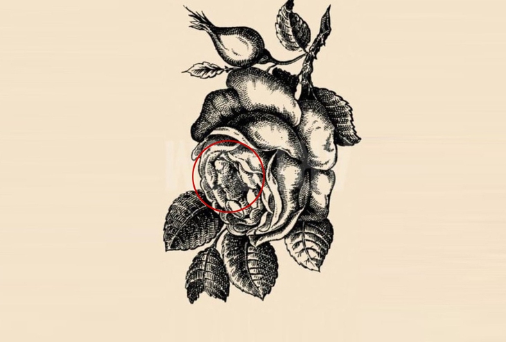 Thử tài tinh mắt - Ảnh 2.