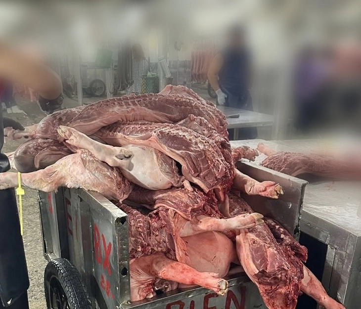 dịch tả heo Châu Phi - Ảnh 3.