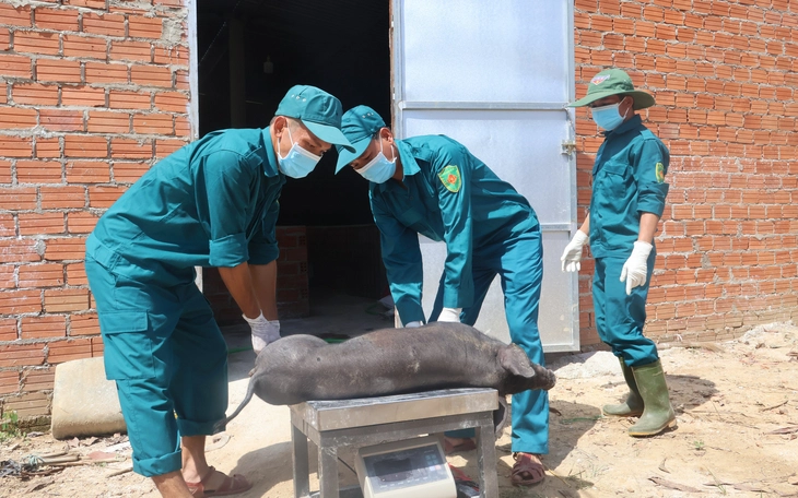 Người nuôi heo như 'ngồi trên đống lửa' vì dịch tả heo châu Phi  - Ảnh 5.
