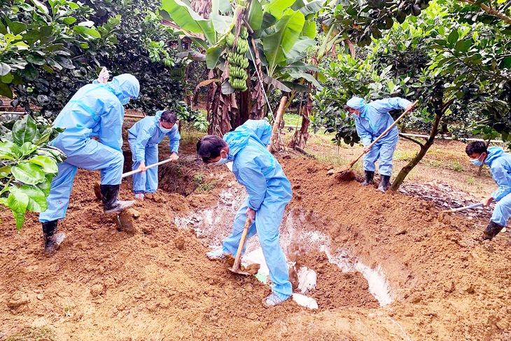 dịch tả heo Châu Phi - Ảnh 2.