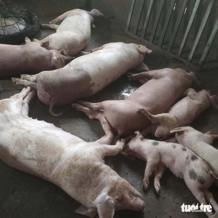 Người nuôi heo như 'ngồi trên đống lửa' vì dịch tả heo châu Phi - Ảnh 1.