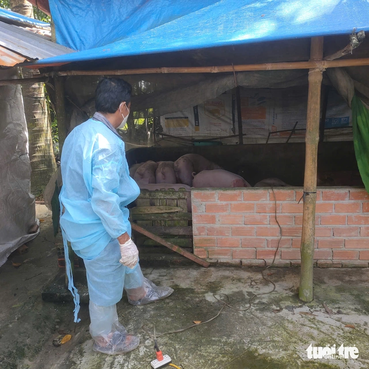 Người nuôi heo như 'ngồi trên đống lửa' vì dịch tả heo châu Phi - Ảnh 4.