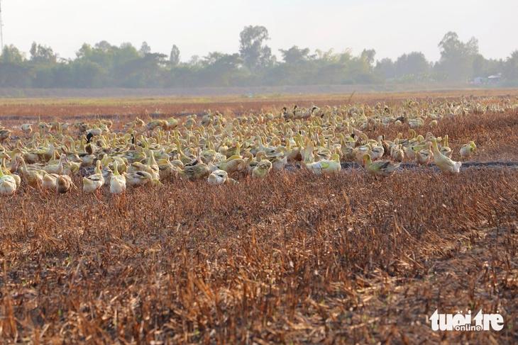 NƯỚC NỔI - Ảnh 9.