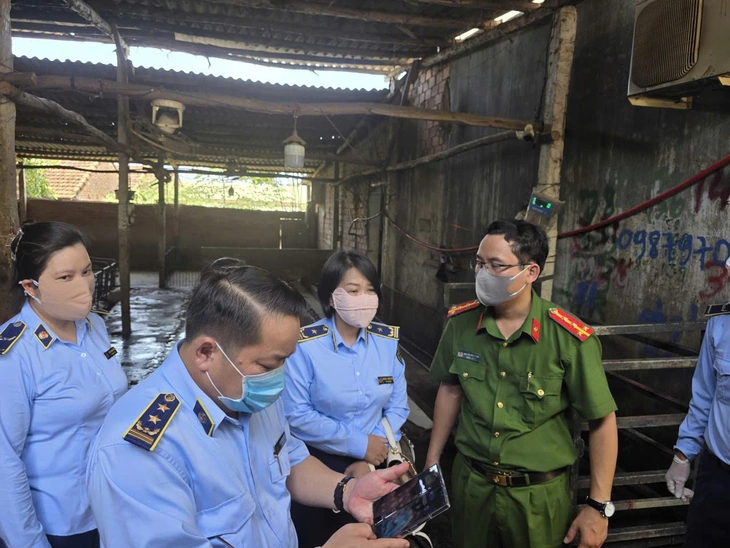 Dịch tả heo Châu Phi - Ảnh 4.