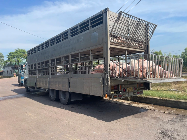 Bắt xe chở 220 con heo nhiễm dịch tả heo châu Phi- Ảnh 1. dịch tả heo - Ảnh 1.