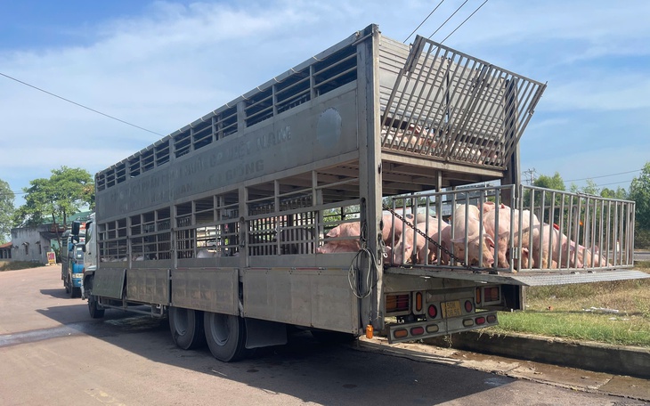 Mổ heo nhiễm dịch tả heo châu Phi chuẩn bị mang đi bán thì bị phát hiện - Ảnh 5.