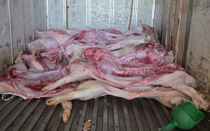 52/94 xã, phường có dịch tả lợn Châu Phi, Đà Nẵng đề xuất tiêm bắt buộc bằng vắc xin - Ảnh 3.