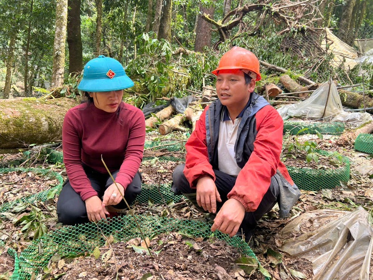 sâm Ngọc Linh - Ảnh 1.