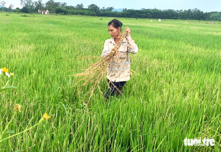 Sâu bệnh tấn công gây hại mạnh, cây lúa khô cháy - Ảnh 1.