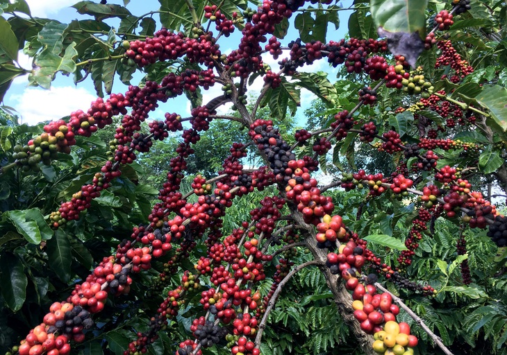 cà phê - Ảnh 1.