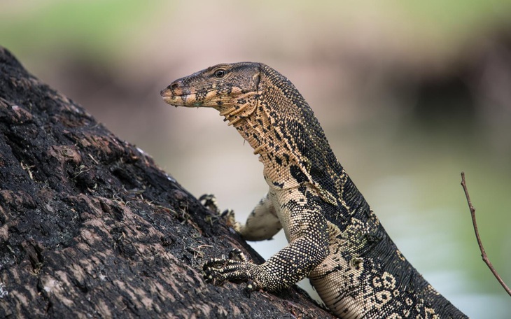 Nửa đêm xuất hiện kỳ đà hoa quý hiếm trong nhà, thanh niên đem nộp cơ quan chức năng - Ảnh 2.