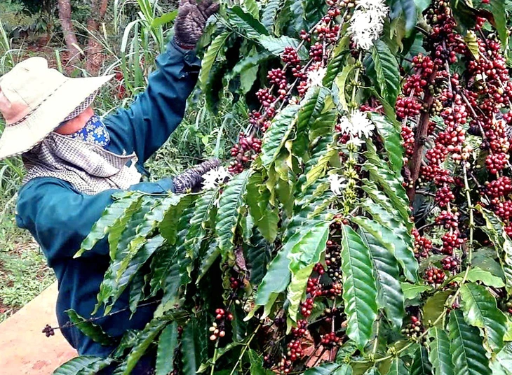 Giá cà phê tiếp tục tăng - Ảnh 1.