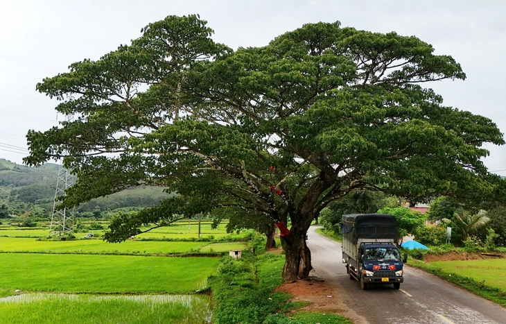 hàng me tây - Ảnh 6.
