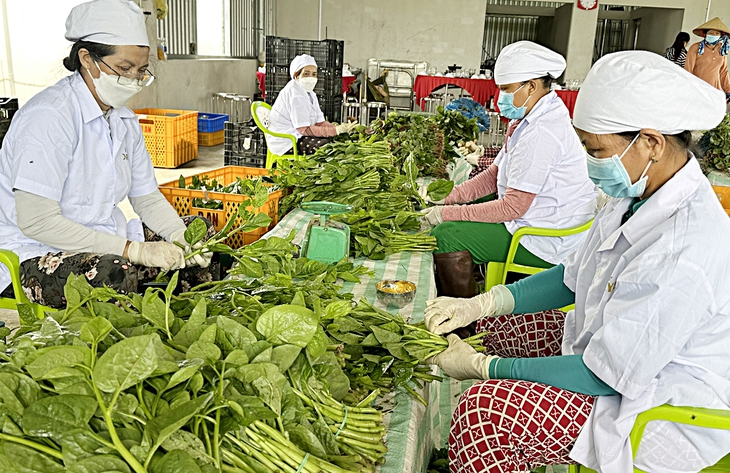 Lan tỏa thực phẩm 'Tick xanh trách nhiệm' - Ảnh 4. Lan tỏa thực phẩm 'Tick xanh trách nhiệm' - Ảnh 4.