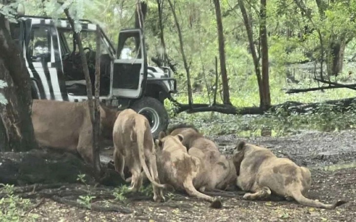 Các nhà khoa học phát hiện tiếng gầm mới của sư tử nhờ phân tích bằng AI - Ảnh 2.