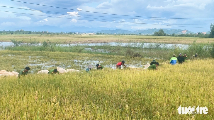 Cán bộ, công an, thanh niên gặt lúa 'chạy lũ' giúp dân - Ảnh 1.