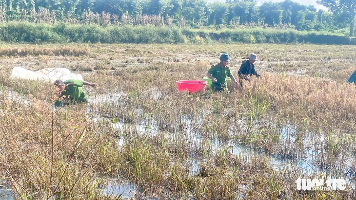 Cán bộ, công an, thanh niên gặt lúa 'chạy lũ' giúp dân - Ảnh 3.