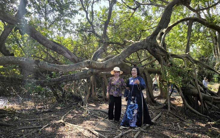 Cây xoài di sản hơn 340 năm ở Cà Mau gắn với truyền thuyết hổ ba chân - Ảnh 6.