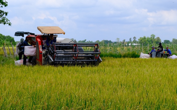 Thủ tướng yêu cầu tăng thu mua lúa, không để nông dân bị ép giá - Ảnh 3.