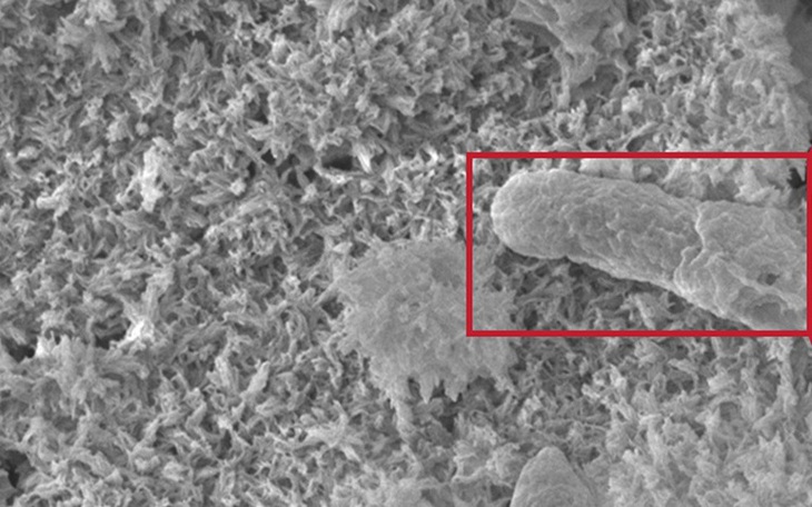 Chế tạo 'siêu gỗ' bền hơn thép - Ảnh 2.