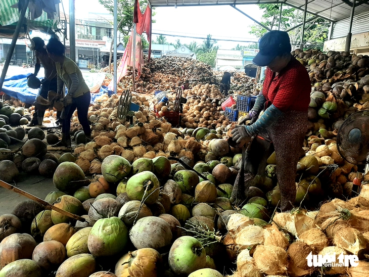 Giá dừa khô tăng đến 240.000 đồng/chục, nhà vườn lãi cao - Ảnh 1.