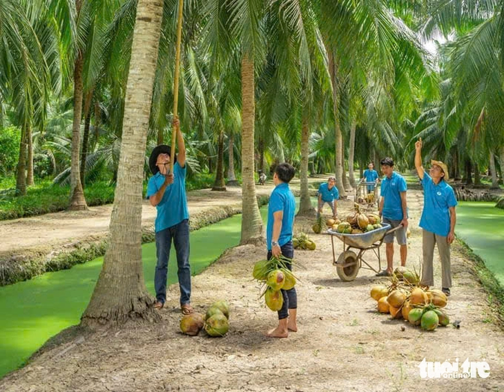 Giá dừa khô tăng đến 240.000 đồng/chục, nhà vườn lãi cao - Ảnh 2.