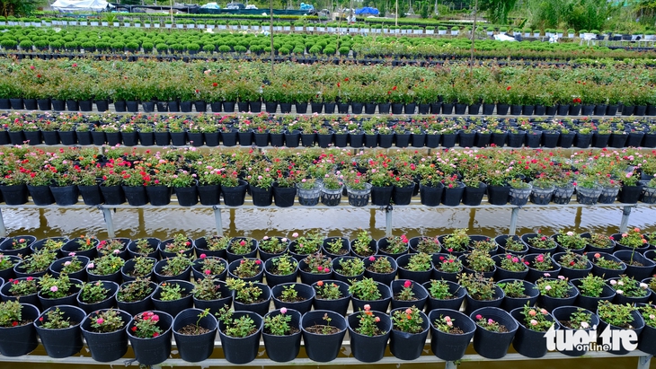 Làng hoa Sa Đéc tất bật vụ hoa Tết 2026, dự kiến cung ứng 1,2 triệu giỏ   - Ảnh 7.